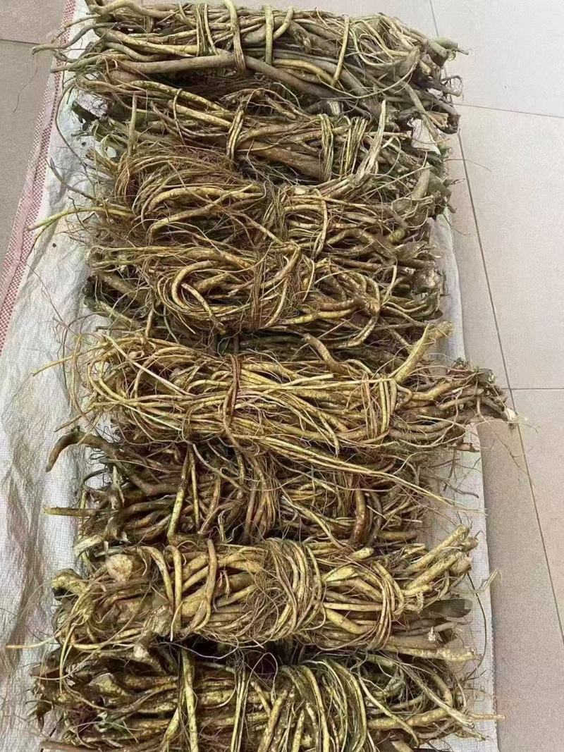 广东本地野生五指毛桃，新鲜五指毛桃，需要来电咨询详谈合作