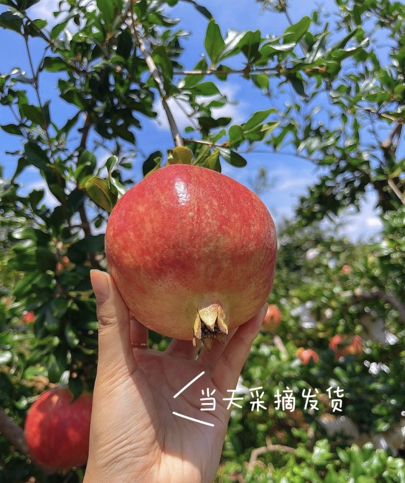 四川会理突尼斯软籽石榴，全平台一件代发