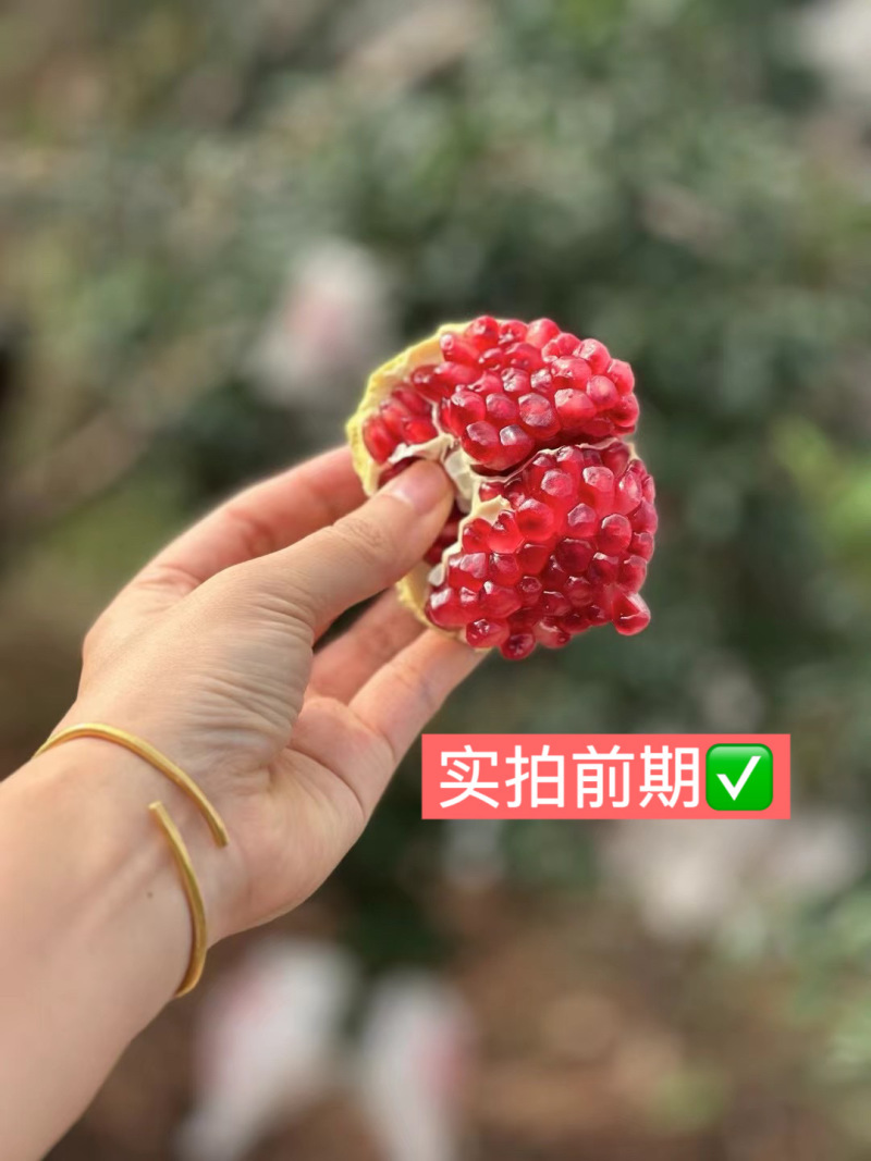 四川会理突尼斯软籽石榴，全平台一件代发
