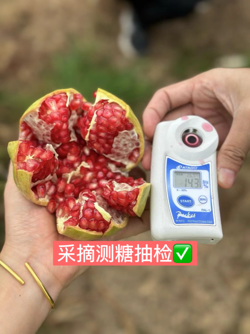 四川会理突尼斯软籽石榴，全平台一件代发