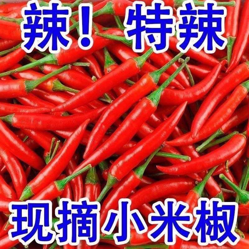 新鲜小米辣魔鬼辣椒小米椒蔬菜小米辣鲜椒新鲜辣椒特辣现货代发