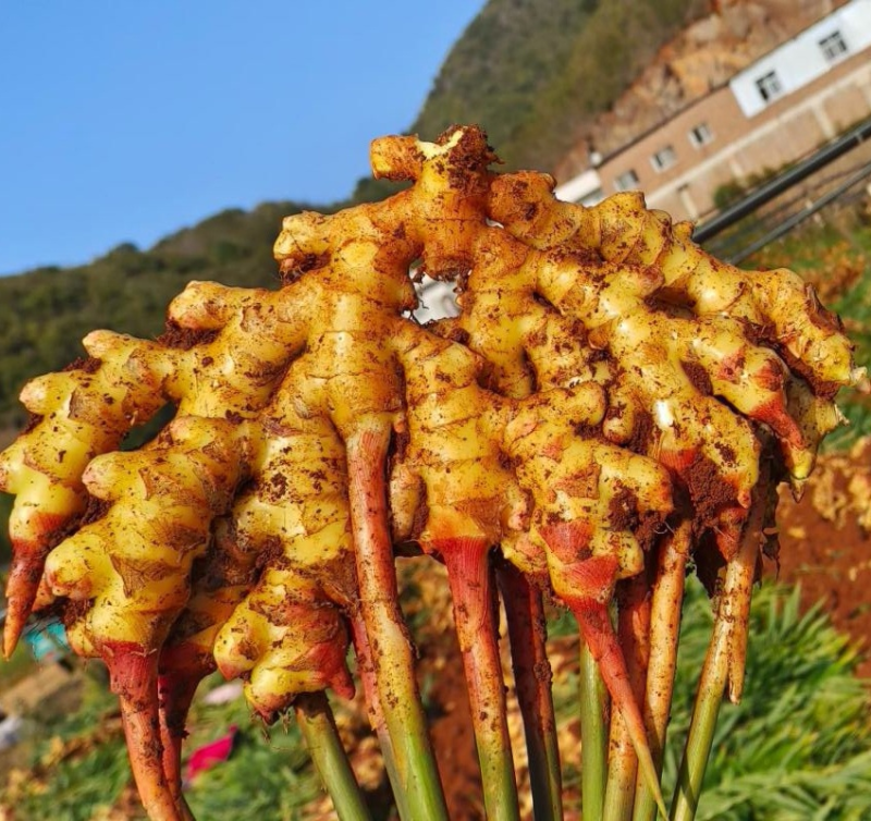 小黄姜/山东生姜/产地常年供应（水洗姜风干姜）全国发货