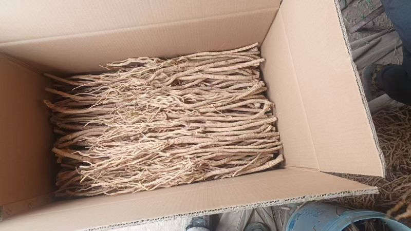甘肃产地关防风去头货，大量供货，现货现发保质保量