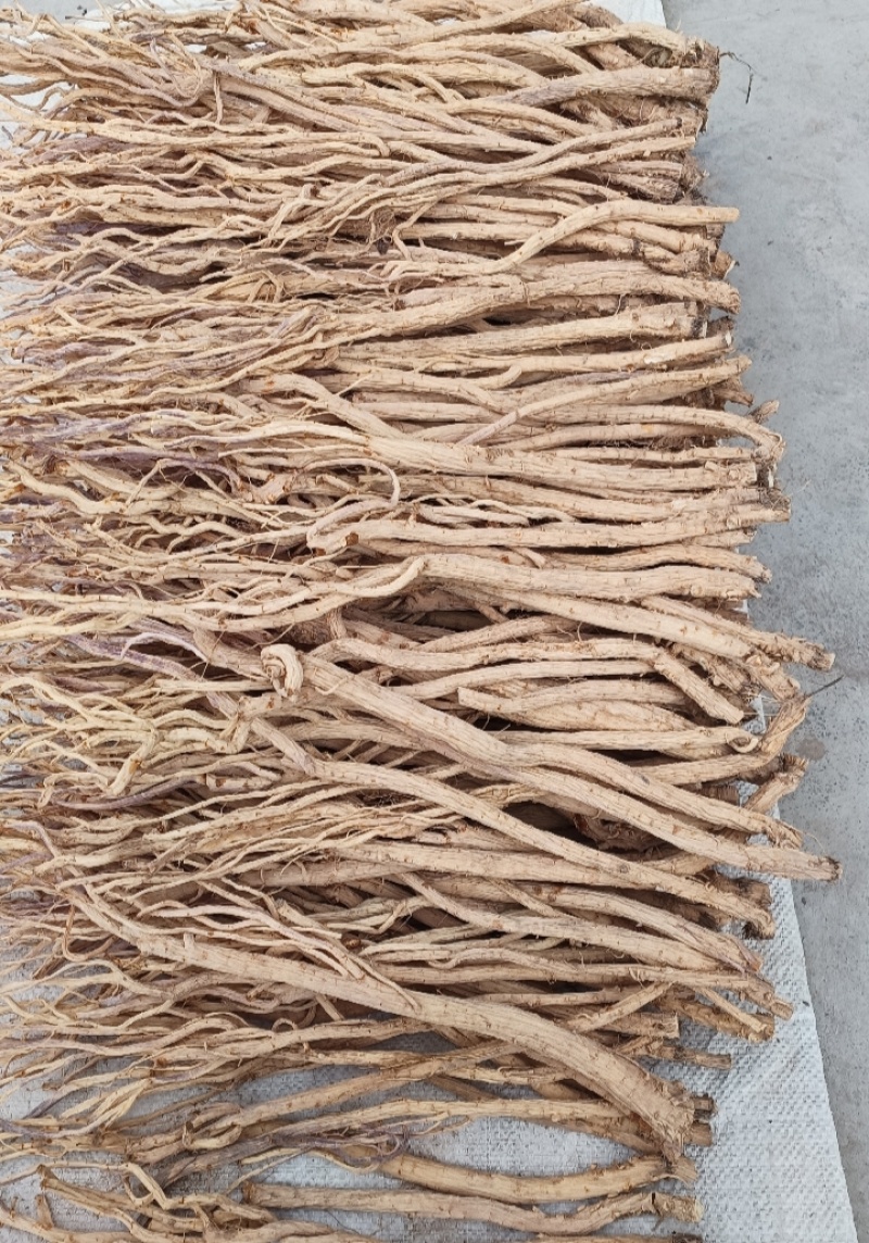 甘肃产地关防风去头货，大量供货，现货现发保质保量