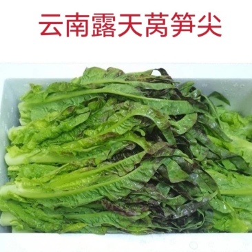 云南紫叶莴笋尖