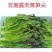 云南紫叶莴笋尖
