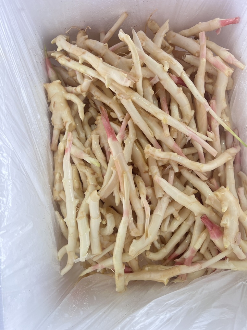 精品牙牙姜水洗工厂货