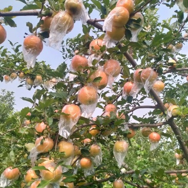 黄嘎啦苹果
