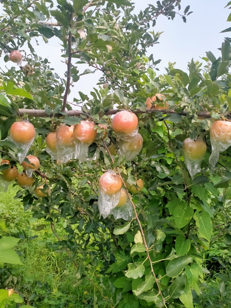 黄嘎啦苹果