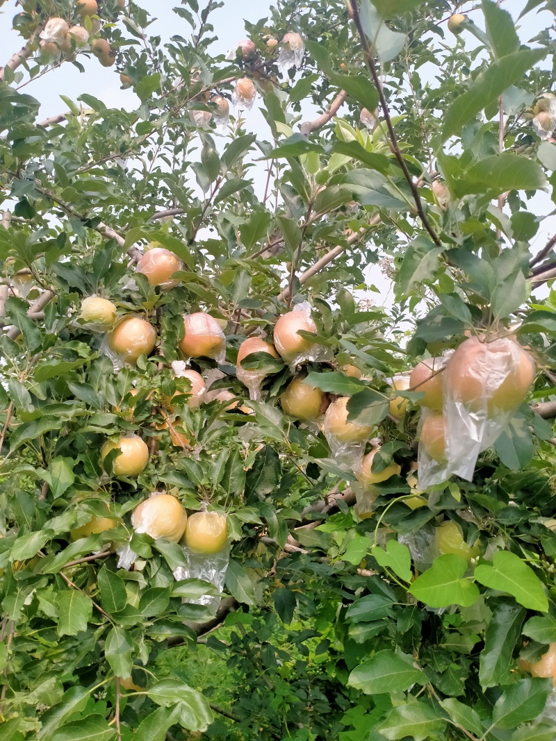 黄嘎啦苹果