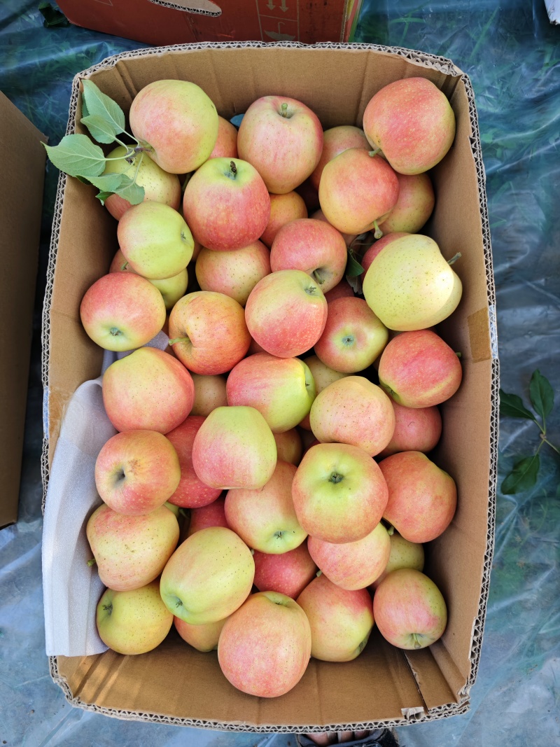 山西太谷榆次黄嘎啦.70起步.8月上市