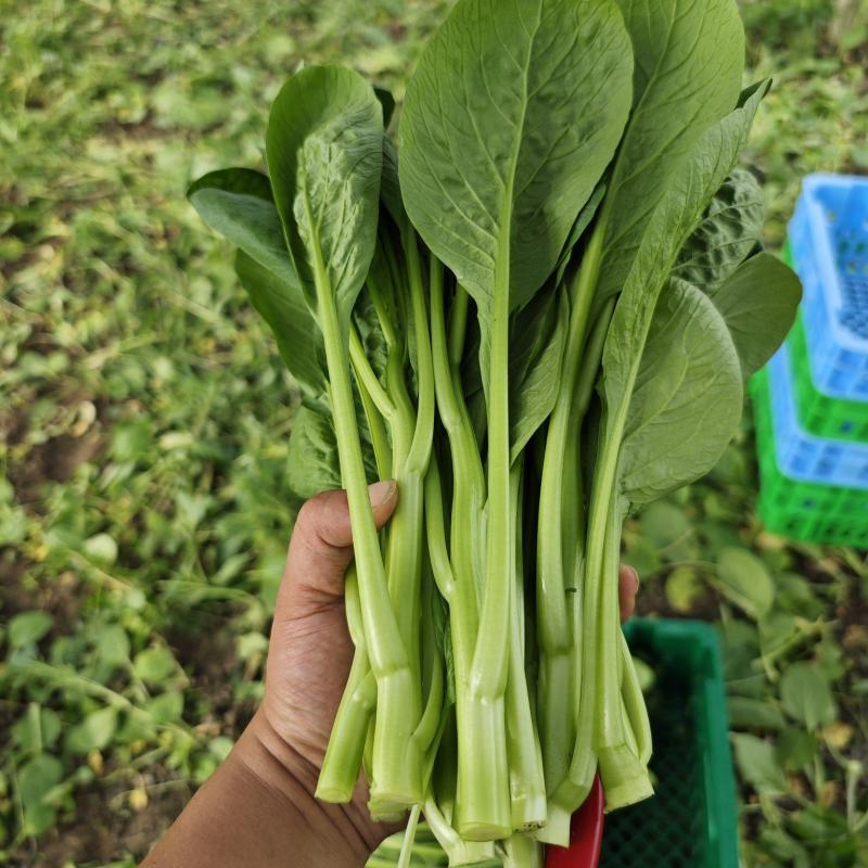 广东菜心大甩卖