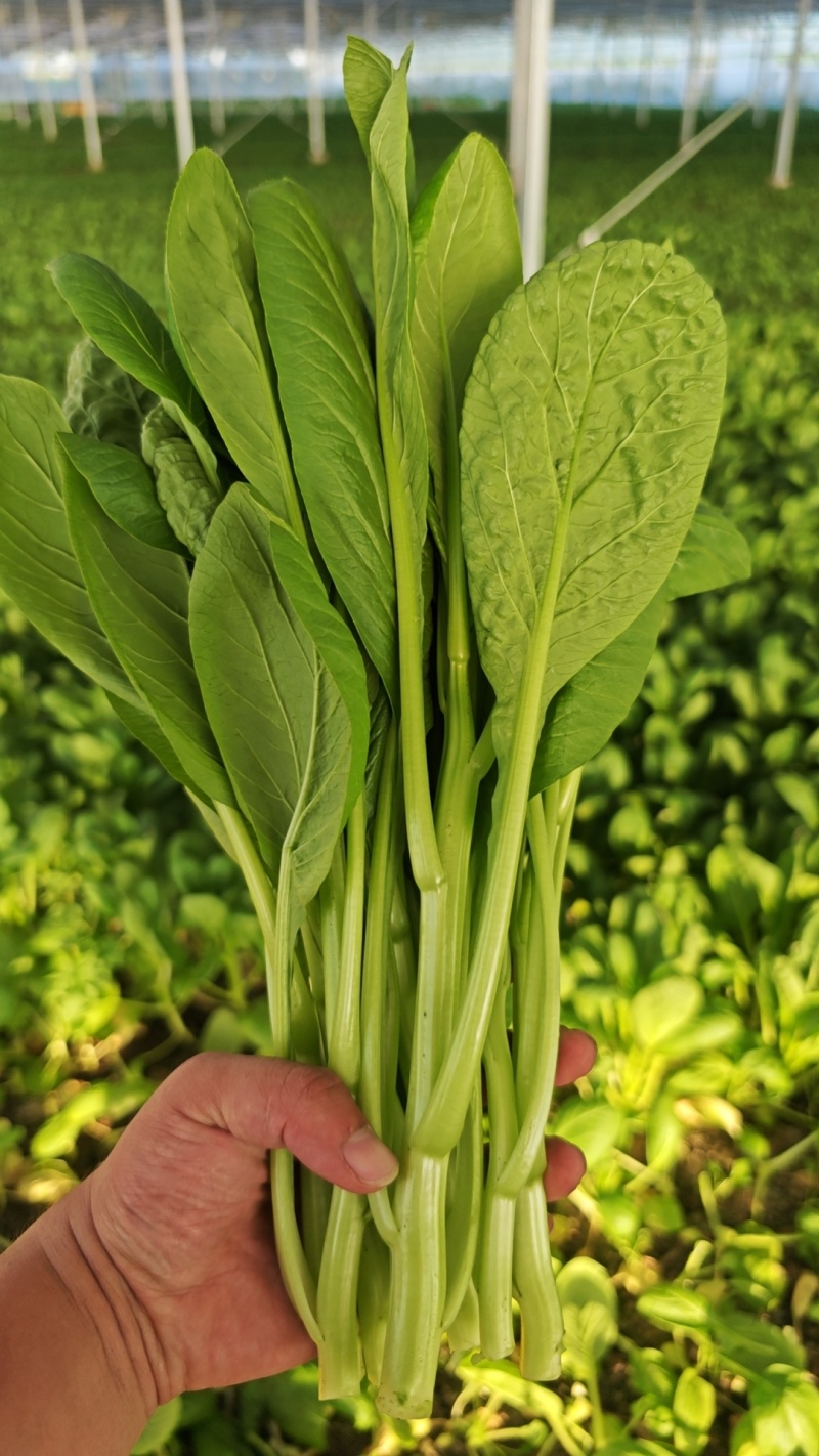 广东菜心大甩卖