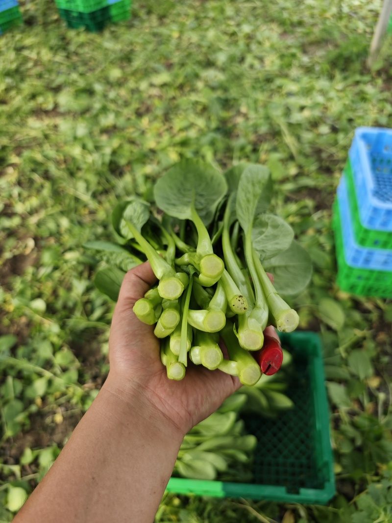 广东菜心大甩卖