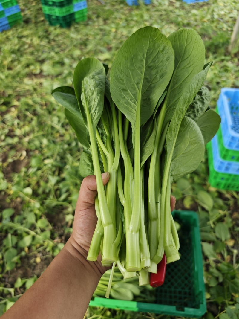 广东菜心大甩卖