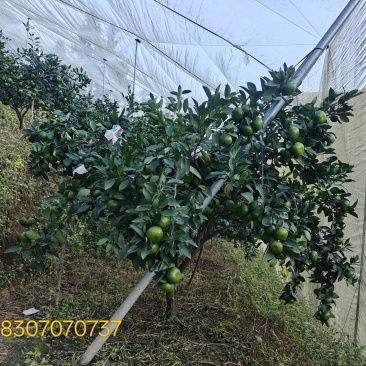 自家种植，寻乌蜜橘特早批发