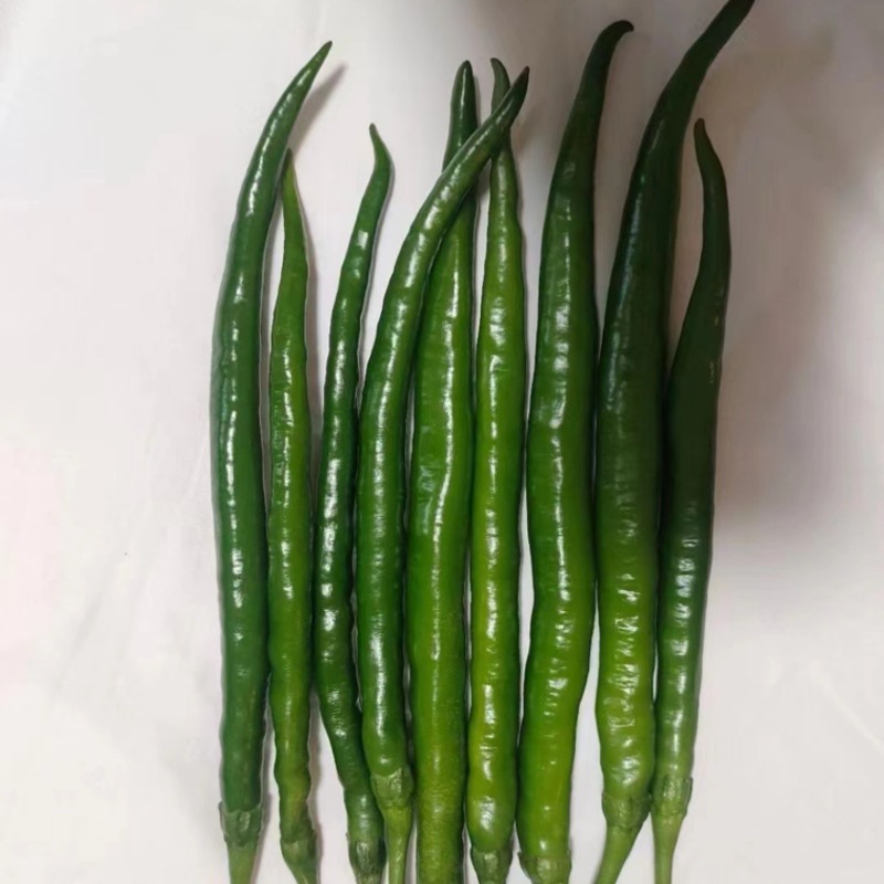 线椒