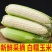 农户自种当季新鲜白糯玉米万糯需要联系价格