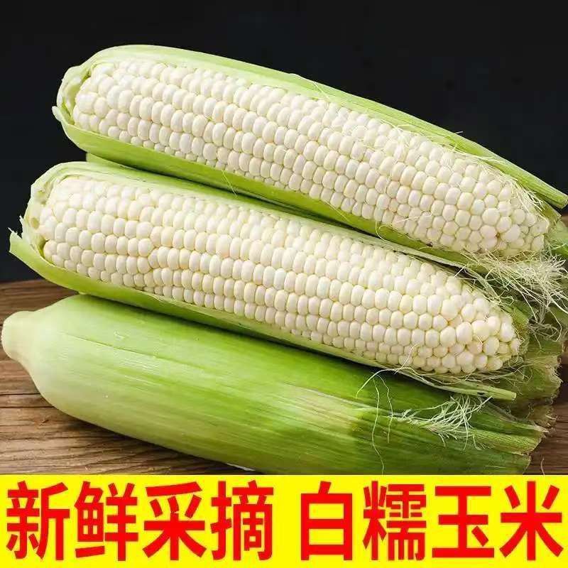 农户自种当季新鲜白糯玉米万糯需要联系价格