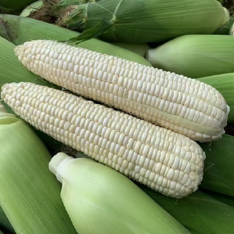 农户自种当季新鲜白糯玉米万糯需要联系价格