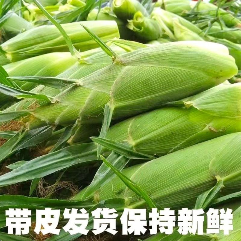 农户自种当季新鲜白糯玉米万糯需要联系价格