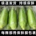 农户自种当季新鲜白糯玉米万糯需要联系价格