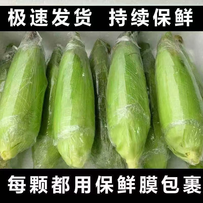农户自种当季新鲜白糯玉米万糯需要联系价格