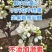 家庭花卉绿植叶面肥厚快速促花膨大着色花果多持久液体浓缩肥