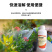 水果专用保花促果花卉绿植叶面肥花更艳树更绿果更多家庭优选