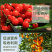水果专用保花促果花卉绿植叶面肥花更艳树更绿果更多家庭优选