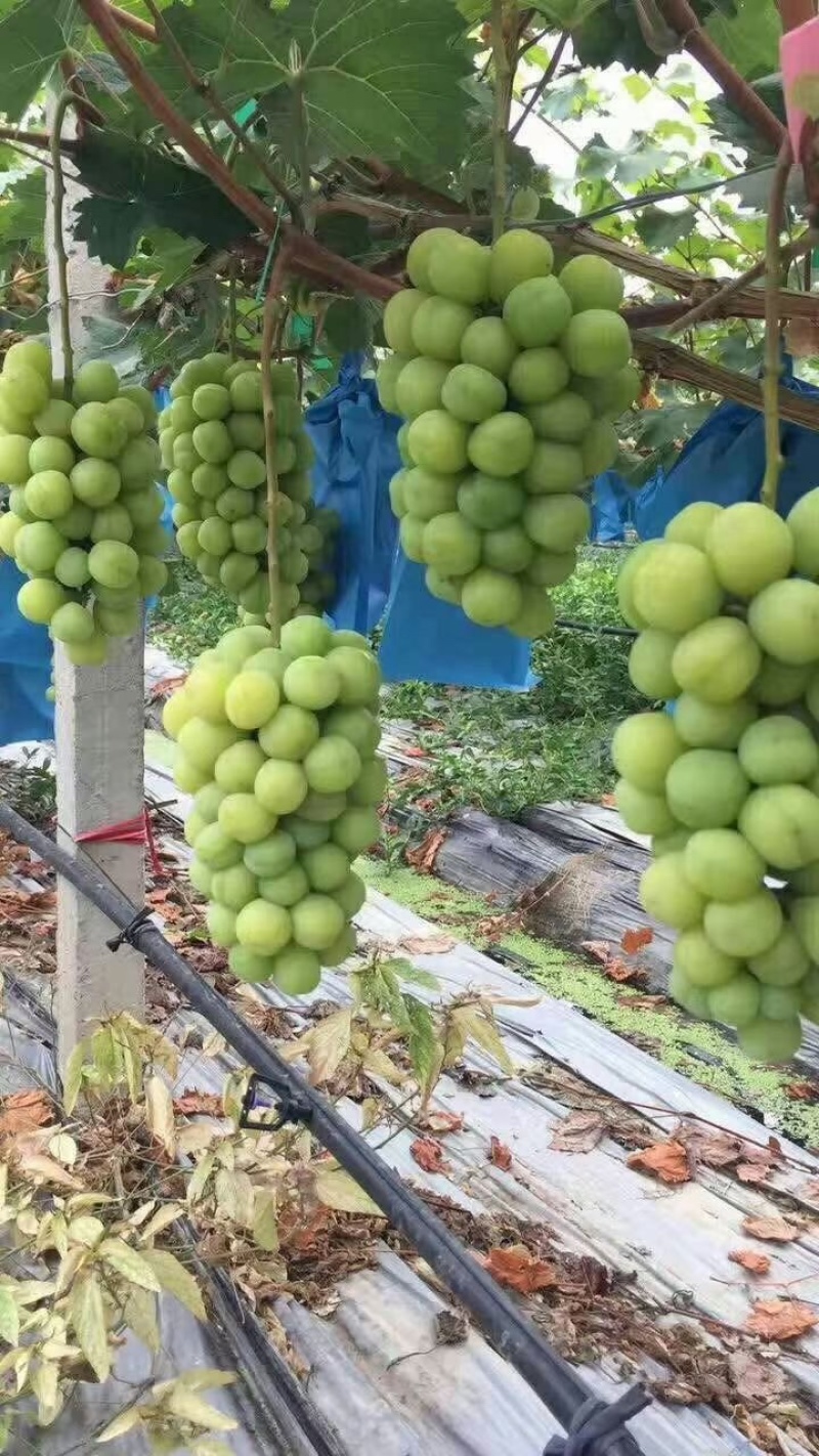 葡萄，砀山县千亩阳光玫瑰葡萄基地欢迎你来合作共赢