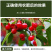 含氨有机水溶肥叶面肥（广谱型）适用生根壮苗防治土传病害
