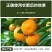 含氨有机水溶肥叶面肥（广谱型）适用生根壮苗防治土传病害