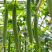 绿植花卉蔬菜黄金营养液各种花卉绿植改善僵苗枯萎绿有机叶面