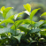 绿植花卉蔬菜黄金营养液各种花卉绿植改善僵苗枯萎绿有机叶面