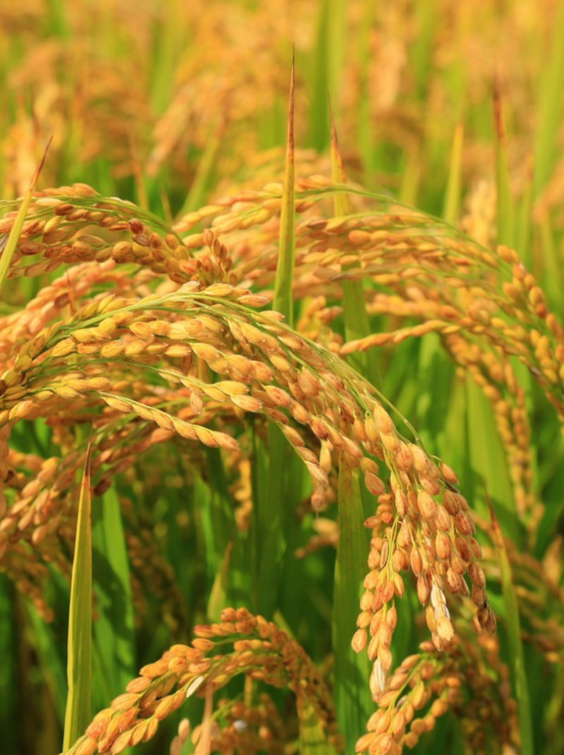 蔬菜花卉专用杀菌型肥料防死苗烂根青枯立枯萎防根腐猝倒腐烂