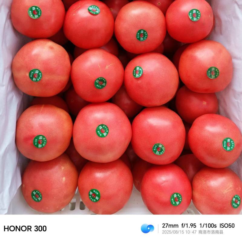 硬粉