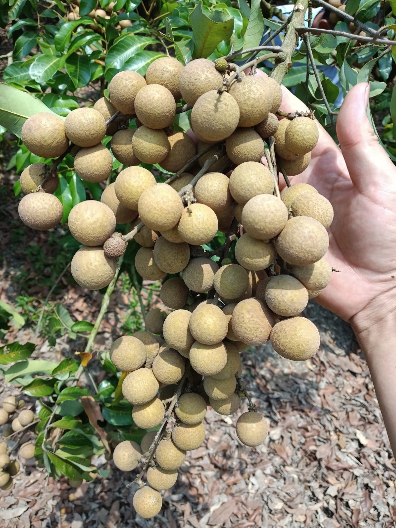 石硖龙眼