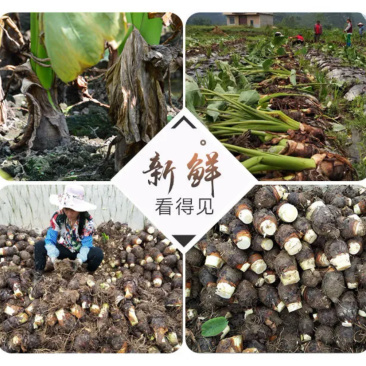 正宗荔浦芋头