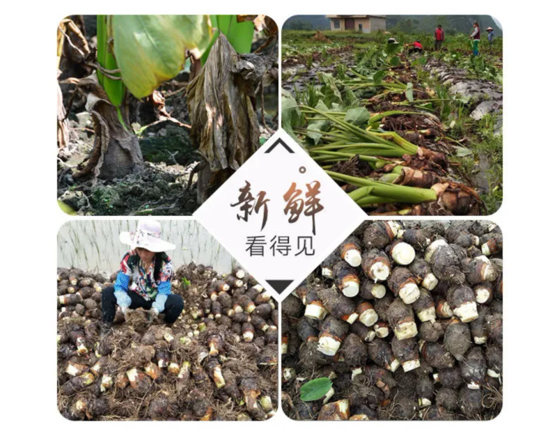 正宗荔浦芋头