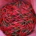 高辣高香椒中玉