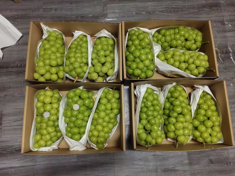 宜兴市阳光玫瑰大量上市