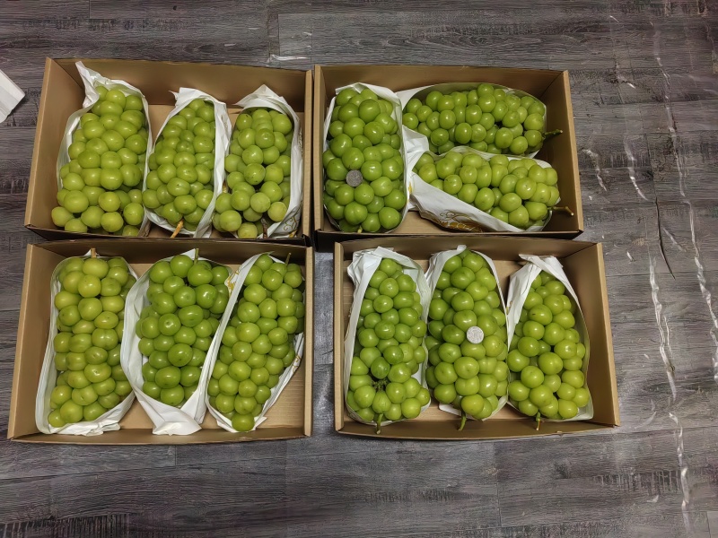 宜兴市阳光玫瑰大量上市