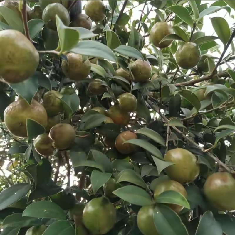 油茶籽，高山油茶基地，出油率高、油质保证