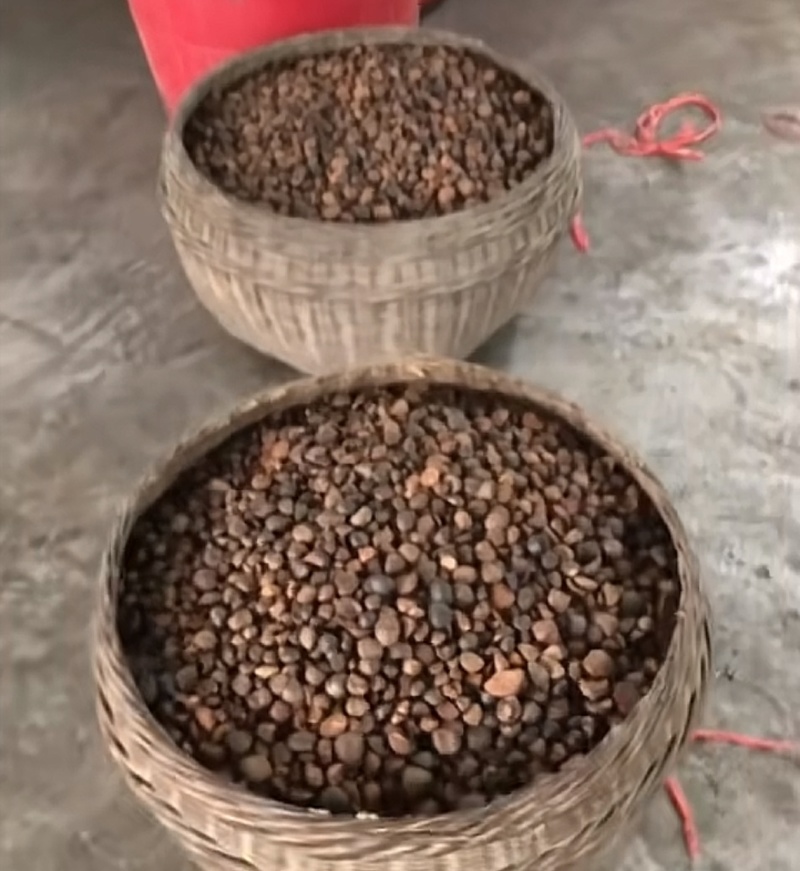 油茶籽，高山油茶基地，出油率高、油质保证
