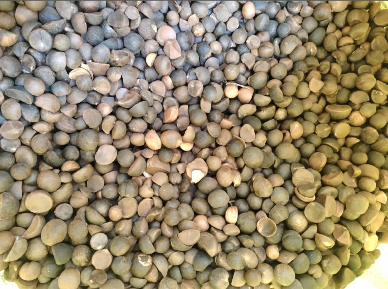 油茶籽，高山油茶基地，出油率高、油质保证