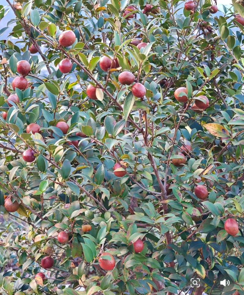 油茶籽，高山油茶基地，出油率高、油质保证