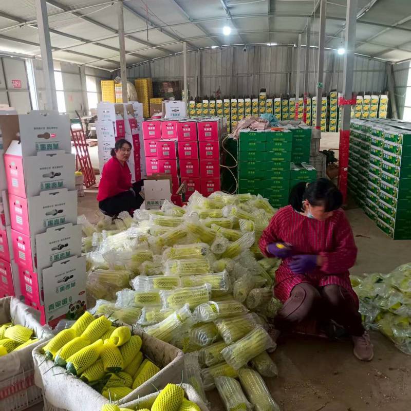 博洋72甜瓜密园十八甜瓜产地量大看棚定货糖度高货多