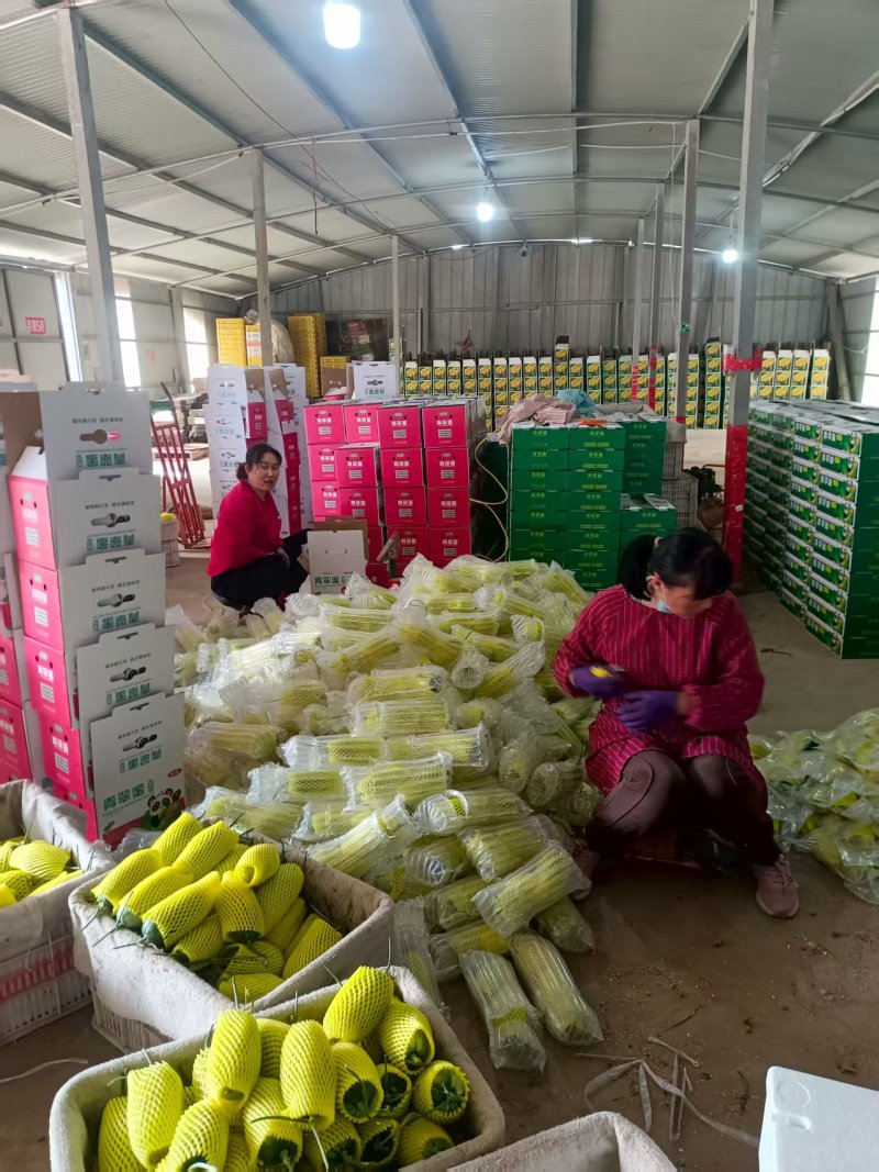 绿美人甜瓜天美519密园十八甜瓜产地量大口感好糖度高
