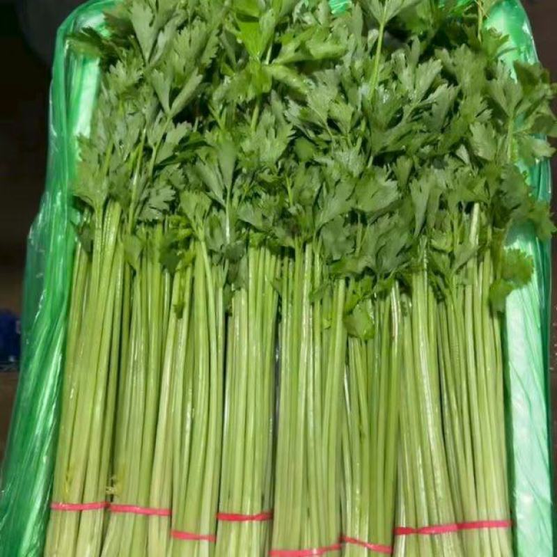 【热卖】精品西芹芹菜量大从优对接商超全国欢迎致电联系